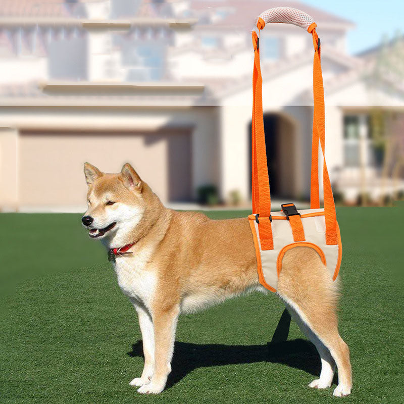 Restore Your Dog's Independence