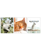 Suction Cup Window Cat Hammock Wall Mounted Perch