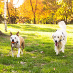 Wireless Electric Dog Fence Boundary Containment Training System