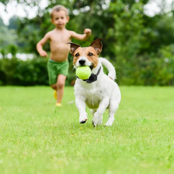 Wireless Electric Dog Fence Boundary Containment Training System