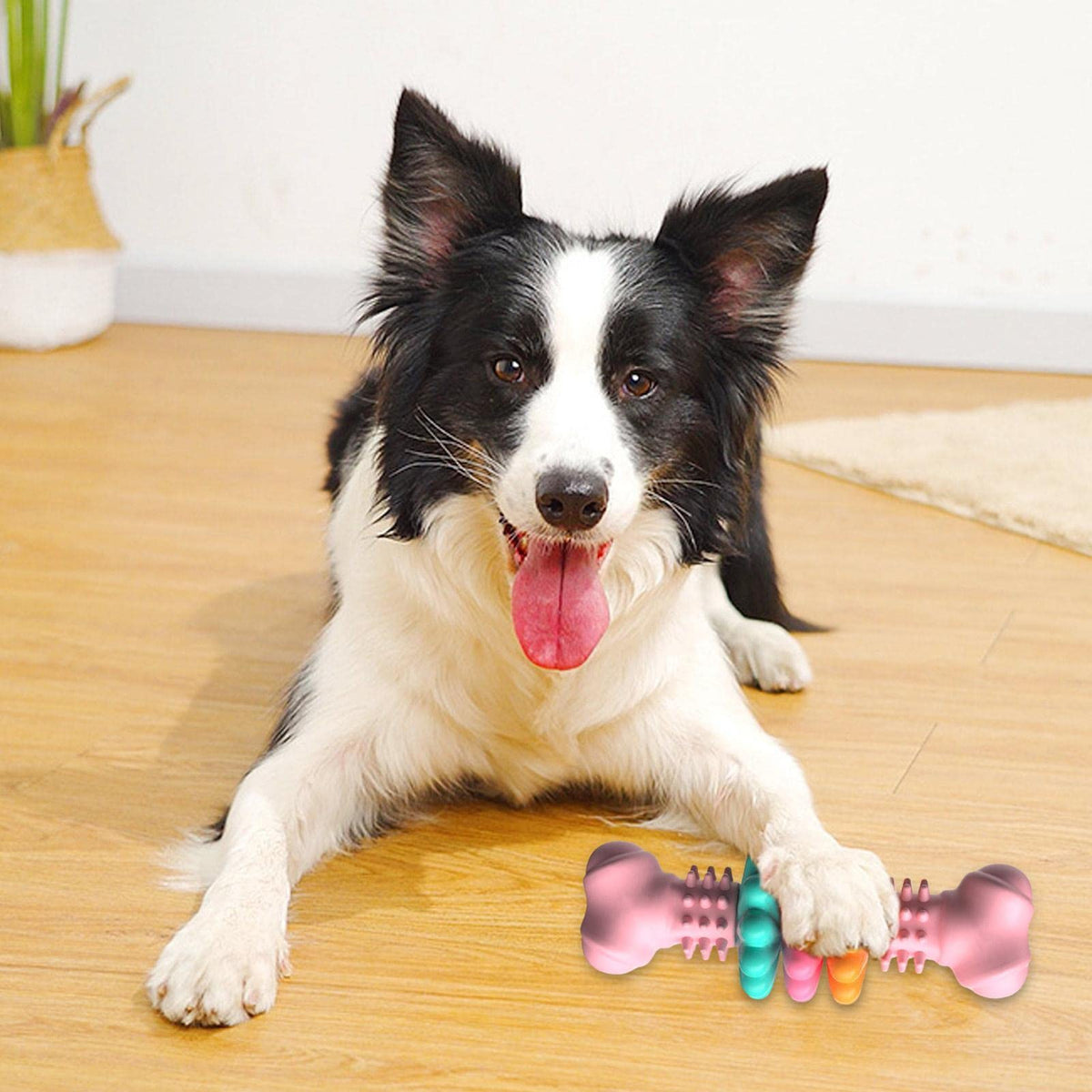 Four Reasons Dogs Love It